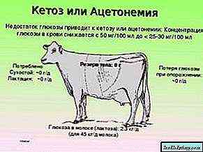 أسباب الكيتوزيه فى الأبقار