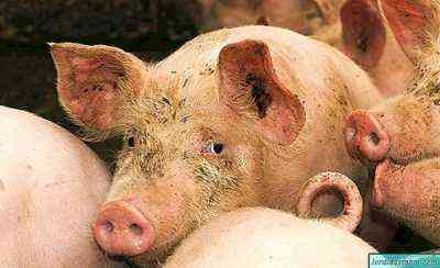 أسباب داء الكيسات المسبب للخنازير