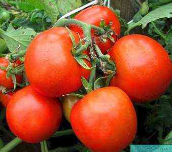 أصناف الطماطم الكرز الأكثر شعبية