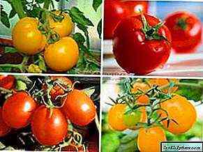 أصناف الطماطم المقاومة للنباتات