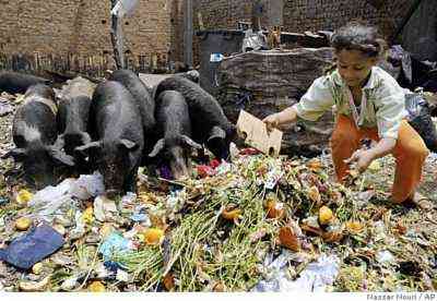 أصناف القمامة للخنازير