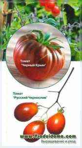 أصناف من الطماطم الأرجواني