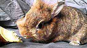 أعراض داء الليستريات في الأرانب وطرق العلاج
