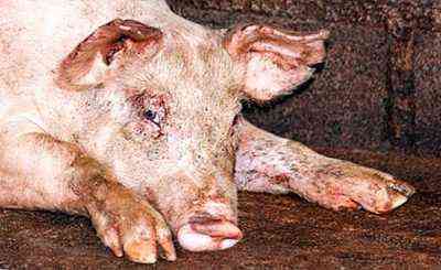 أعراض غزو الديدان الطفيلية في الخنازير وطرق علاج العدوى