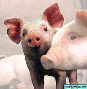 أعراض وطرق علاج مرض الوذمة لدى الخنازير