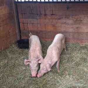 أعراض وعلاج داء الصفر في الخنازير