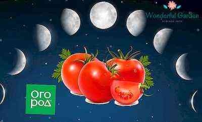 اختيار الطماطم في عام 2019 وفقًا للتقويم القمري