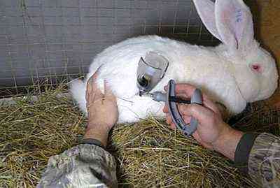 استخدام التطعيمات للأرانب من داء فطريات الكبد و HBV