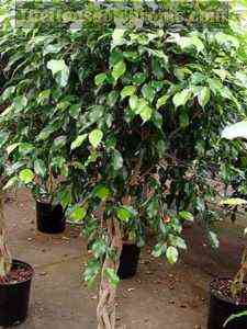 الخرافات وعلامات حول Ficus Benjamin