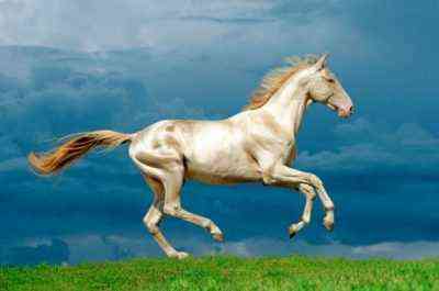 السمات الخارجية والشخصية لحصان Akhal-Teke