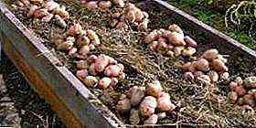 الطرق الرئيسية لزراعة البطاطس تحت القش