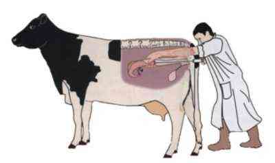 الطرق المعروفة لتلقيح الأبقار ومزاياها وعيوبها