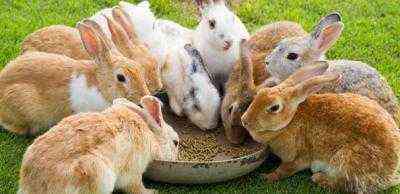 الفربيون في غذاء الأرانب ، هل هذا ممكن أم لا؟