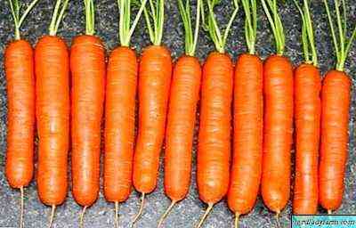الوصف Carrot Carrot
