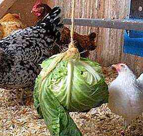 بناء مغذي للدجاج