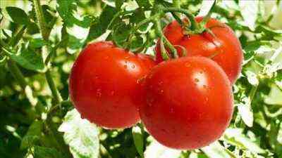 تتصدر الطماطم بعد الزراعة