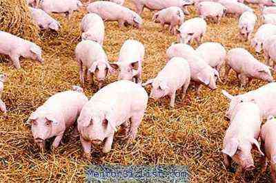 تربية الخنازير كعمل تجاري مربح