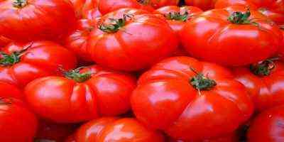 تزايد واستفادة الطماطم