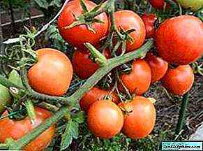 تنوع طماطم فيرليوكا