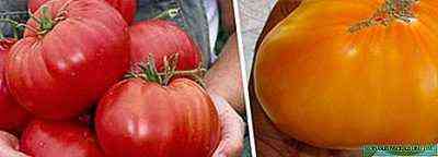 خصائص أصناف الطماطم بطاقة رابحة سيبيريا