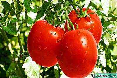 خصائص أصناف الطماطم كاتيوشا