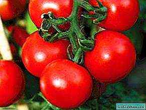 خصائص أصناف الطماطم Eupator