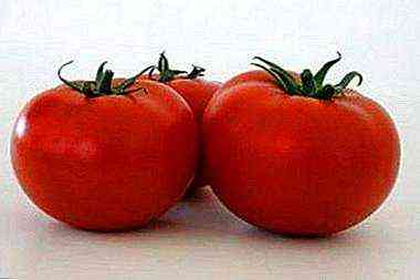 خصائص الطماطم بيل روزا