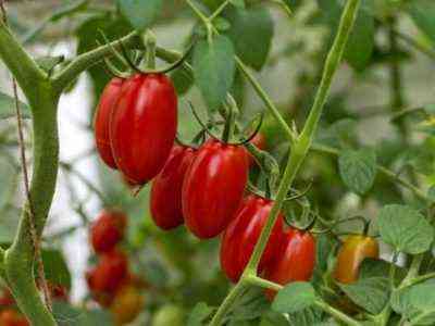 خصائص الطماطم Nastena-sweeten