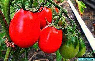 خصائص تنوع الطماطم عامة
