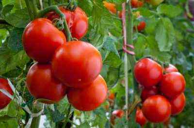 خصائص ووصف صنف الطماطم Dar Zavolzhye
