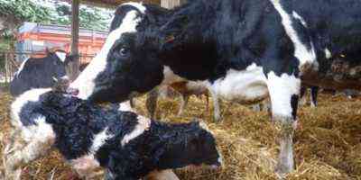 رعاية البقر بعد الولادة