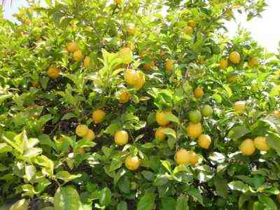 زراعة بساتين الليمون