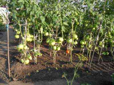 سبب ضعف نمو شتلات الطماطم