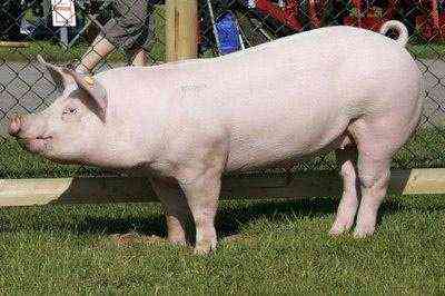 سلالات اللحوم الرئيسية للخنازير