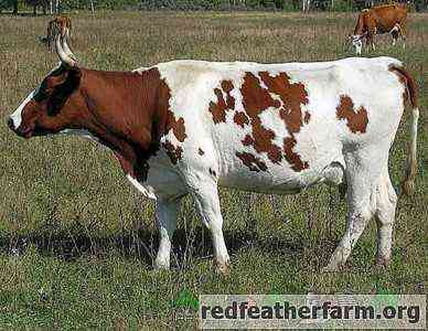 سلالة أيرشاير من الأبقار
