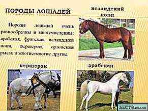 سلالة الخيول أورلوفسكي