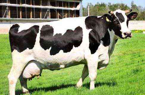 سلالة موتلي من الأبقار