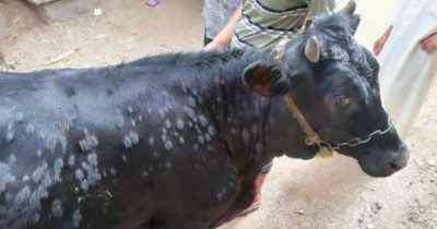 علاج التهاب الجلد العقدي في البقرة