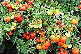 علاج طماطم cladosporiosis