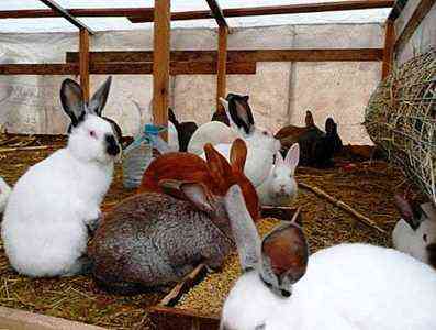 فعالية Solicox للأرانب