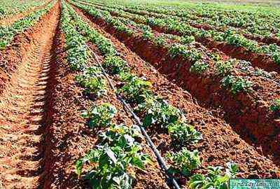 قواعد زراعة البطاطس في الحقول المفتوحة