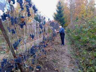 قواعد زراعة الثوم في الخريف في الباشكيرية