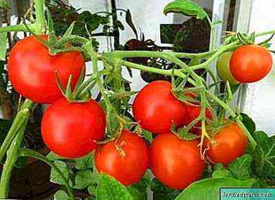 قواعد زراعة الطماطم بشكل غير مباشر