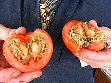 قواعد زراعة الطماطم في الحلزون