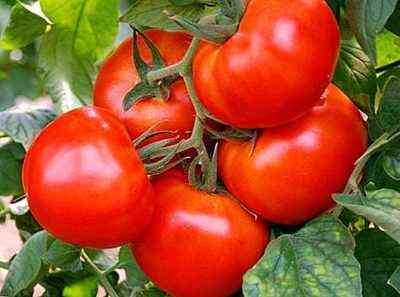 قواعد زراعة الطماطم في مارس 2019