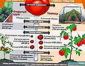 قواعد زراعة شتلات الطماطم في أرض مفتوحة