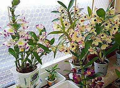 قواعد لزراعة الأوركيد Dendrobium