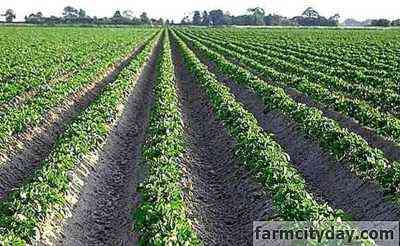 قواعد لزراعة البطاطس تحت المجرفة