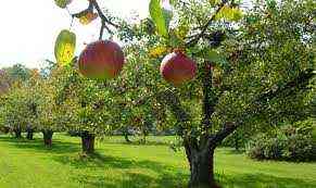 قواعد لزراعة بساتين الفاكهة في نظام مغلق