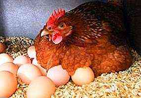 كم عدد البيض الذي تحمله الدجاجة في اليوم؟
